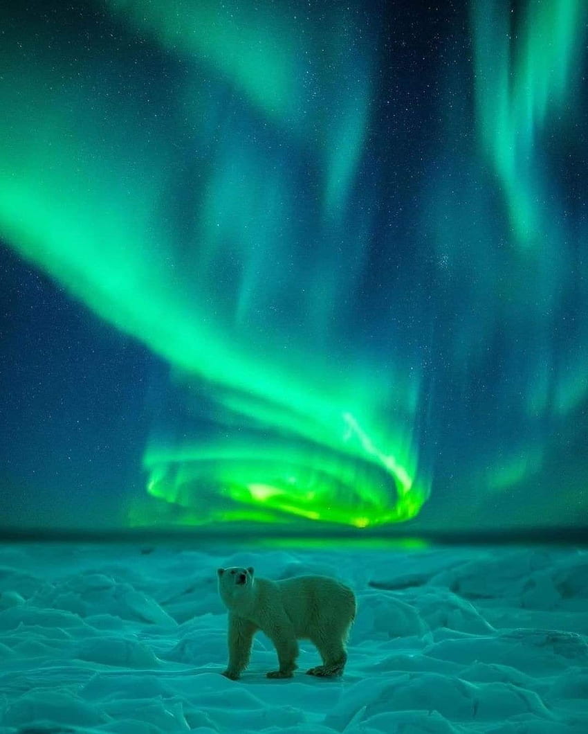 Polar bear, winter, aurora, polarbear HD phone wallpaper
