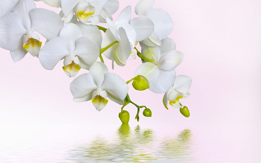 White Orchids . Background . HD wallpaper