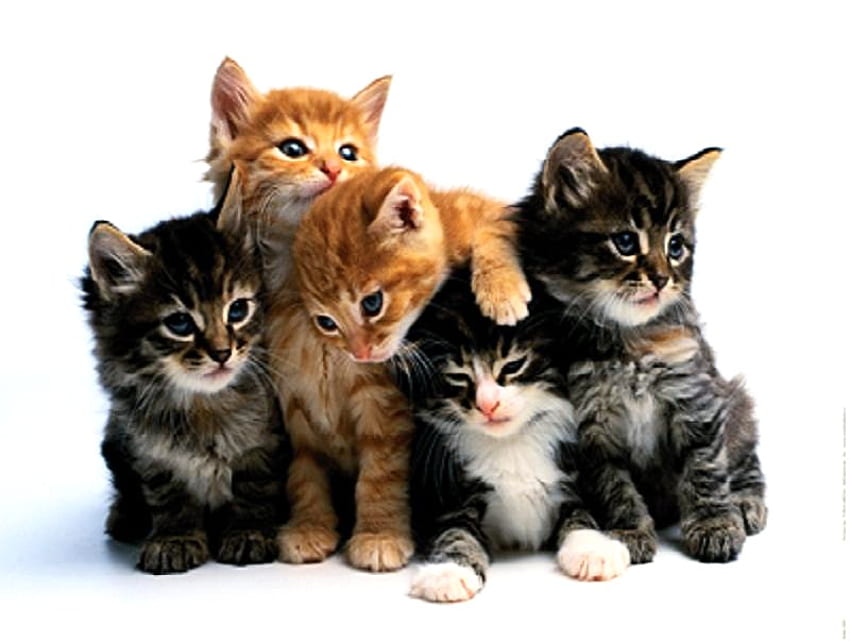 These are my buddies, sweet, white, black, blue eyes, grey, orange and white, kittens, brown, young, friends HD wallpaper