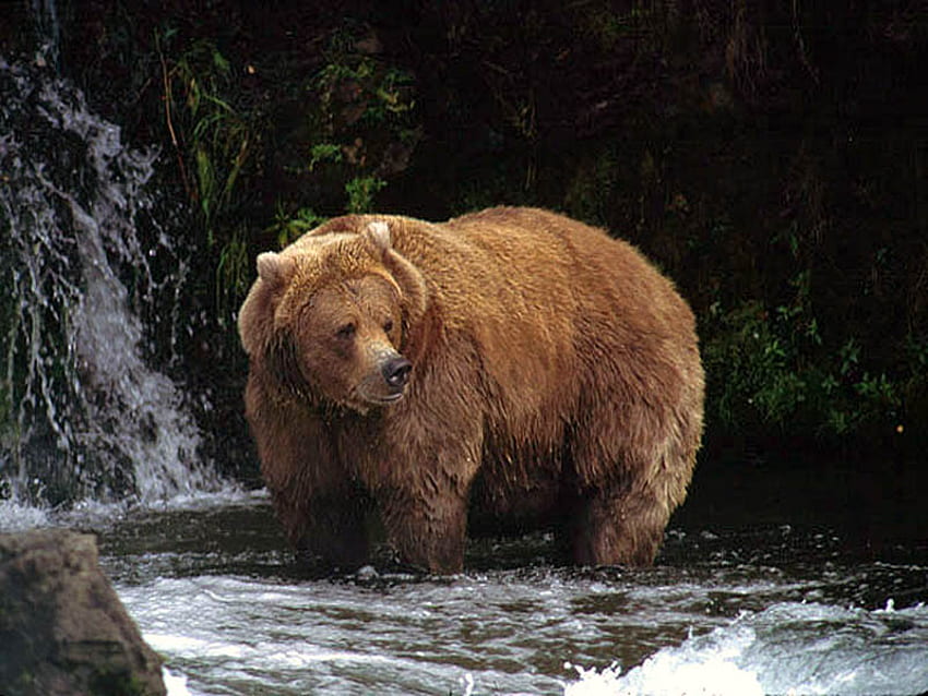 silvertip bear, grizzly, river, fishing, weterfalls HD wallpaper