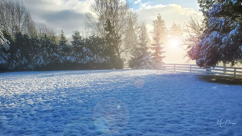 เช้าวันอังคาร ฤดูหนาว แสง วอชิงตัน หิมะ ต้นไม้ วอลล์เปเปอร์ HD