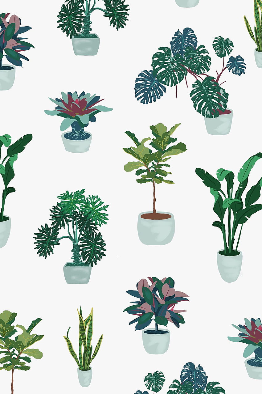 Simit Rajwadi on The Green Indoors Illos w 2020 r. Rysunek roślin, Szkice roślin, Ilustracja roślin, Roślina domowa Tapeta na telefon HD