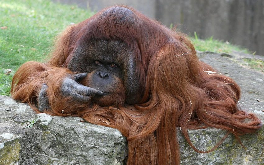 im Bored !!!, bored animal, , orangutan, primates, male HD wallpaper