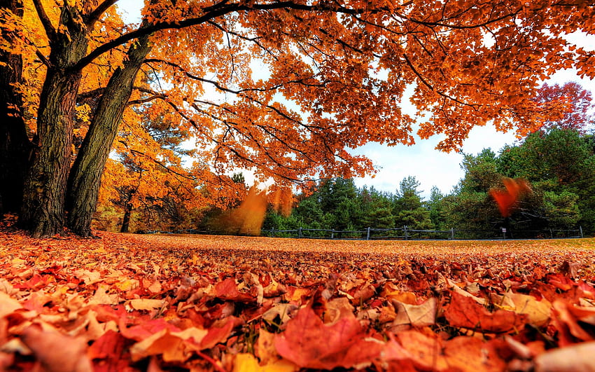 landscapes, nature, trees, red, forest, orange, Canada, fallen leaves, park, autumn HD wallpaper