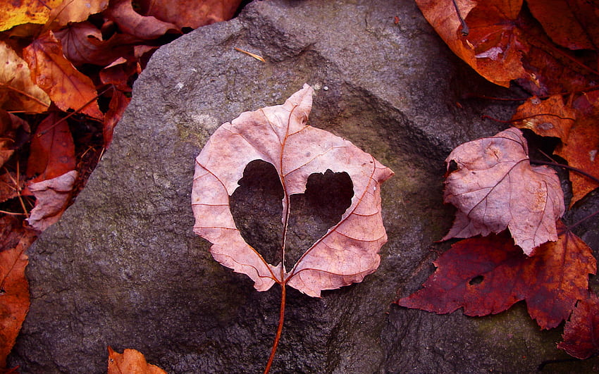 Autumn Heart, leaves, graphy, autumn, leaf, nature, heart, rock HD wallpaper