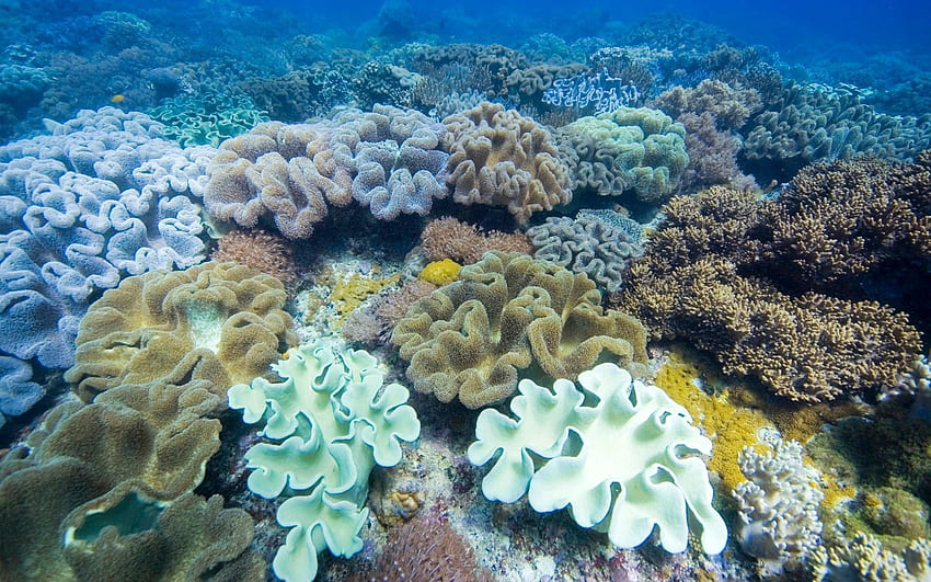 동물, 여러 가지 빛깔의, 가지각색의, 표면, 수중 세계, 해초, 조류 HD 월페이퍼