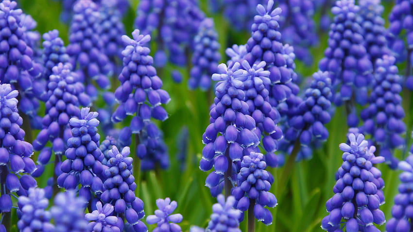 Grape Hyacinth - iPhone, Android & Background HD wallpaper