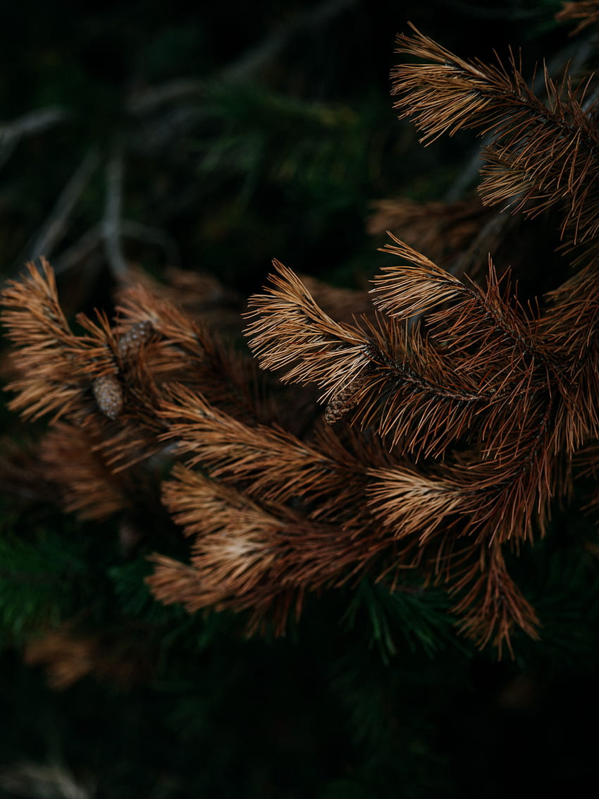 Alam, Pinus, Cabang, Jarum, Kering, Kerucut, Benjolan wallpaper ponsel HD