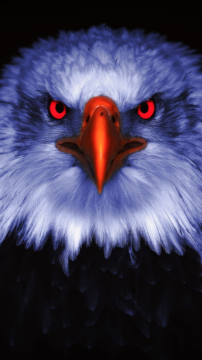 Eagle, Bird, Animal, Face HD phone wallpaper