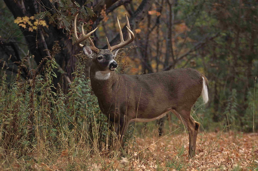 Monster Bucks, Whitetail Deer HD wallpaper