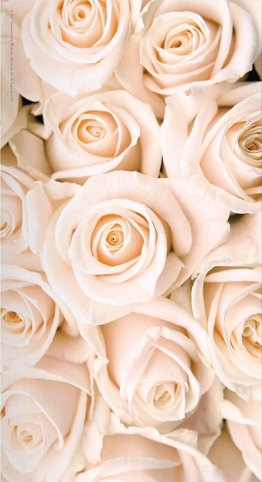 Hoa hồng màu hồng nhạt và trắng, màu vàng hồng: Hoa hồng luôn là biểu tượng của tình yêu, sự đẹp đẽ và sự phong cao. Bạn có thích những bông hoa hồng màu hồng nhạt và trắng, hay màu vàng hồng thì đừng bỏ qua những hình ảnh tuyệt vời trên trang web của chúng tôi. Mỗi bức hình đều mang một sắc thái riêng biệt và đẹp đến không ngờ. Cùng hòa mình vào thế giới tuyệt vời của những bông hoa hồng tuyệt đẹp nhé!