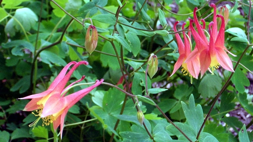 Akelei (Columbine), 정원, 꽃, 비둘기, akelei HD 월페이퍼