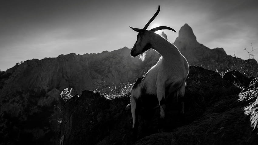 Koza górska. zwierzę. Kozy górskie, kozy i animaux Tapeta HD