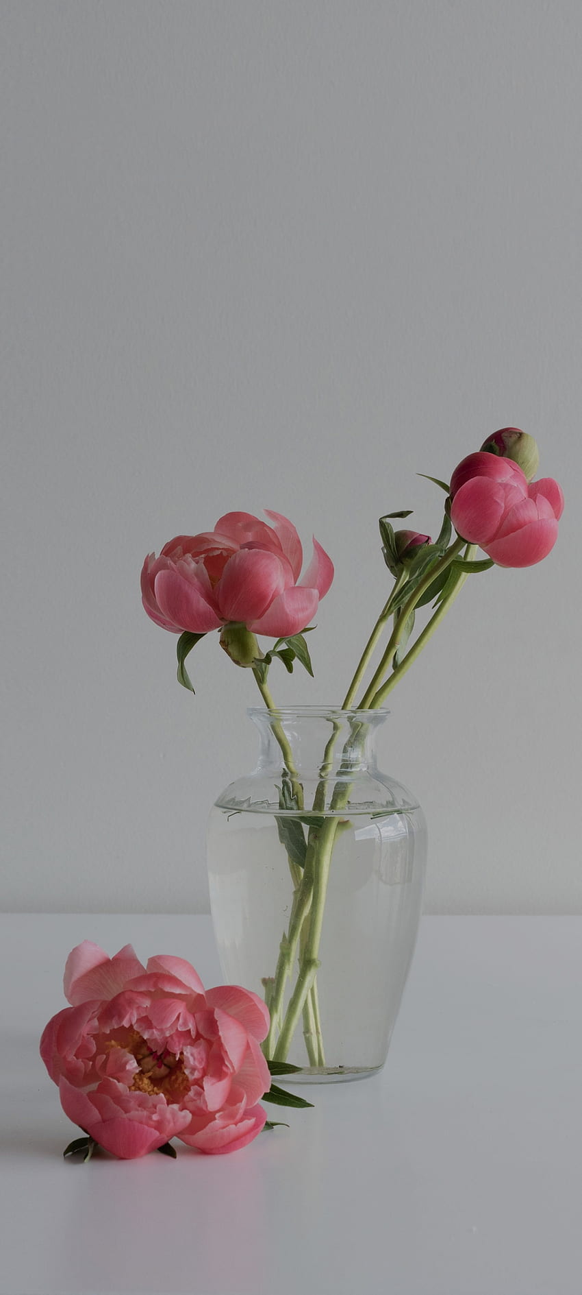 Bunga merah muda, mawar teh hibrida, merah wallpaper ponsel HD