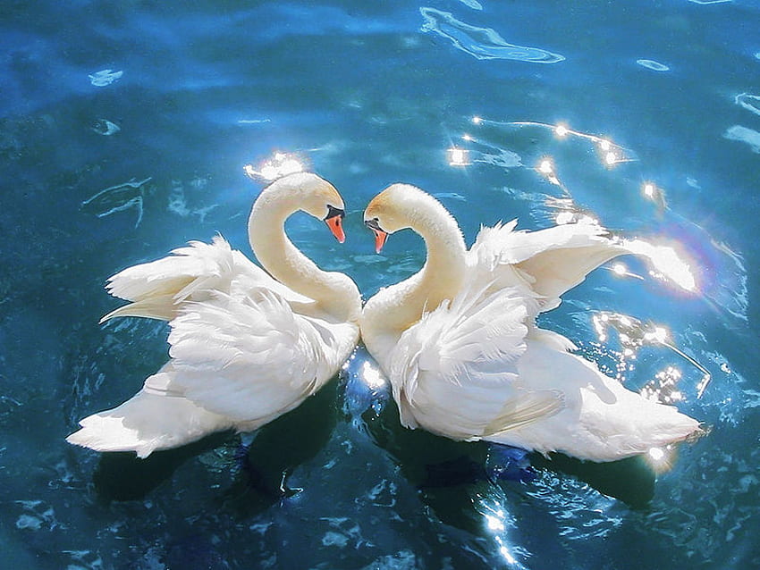 SWAN CYGNUS, two, swans, white, reflection HD wallpaper
