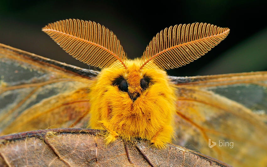 china moth insect eyes wings sheet nature . Poodle HD wallpaper