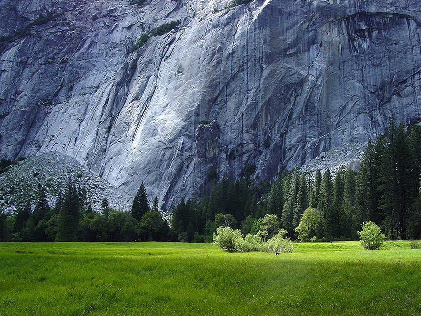 grass rock , grass, rock HD wallpaper