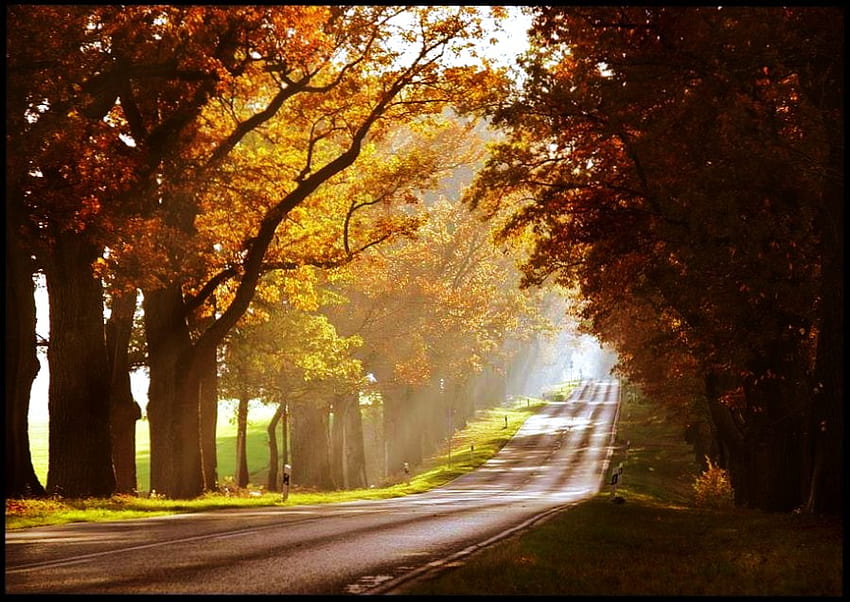 Golden drive, rayons, or, matin, lumière du soleil, en voiture, lumière du soleil, orange, arbres, automne, route, forêt Fond d'écran HD