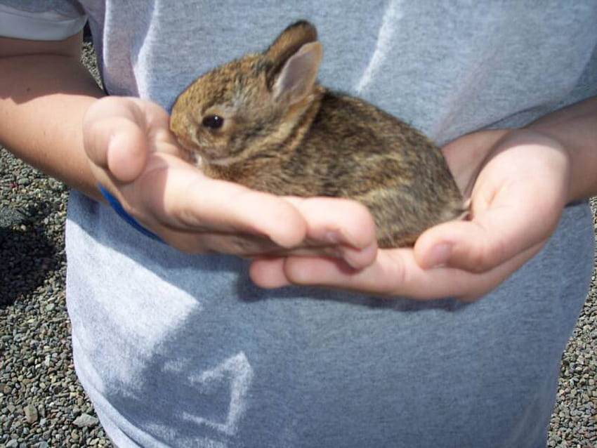 bebek tavşan, tavşan, evcil hayvan, bebek, şirin, paskalya, bahar, el HD duvar kağıdı