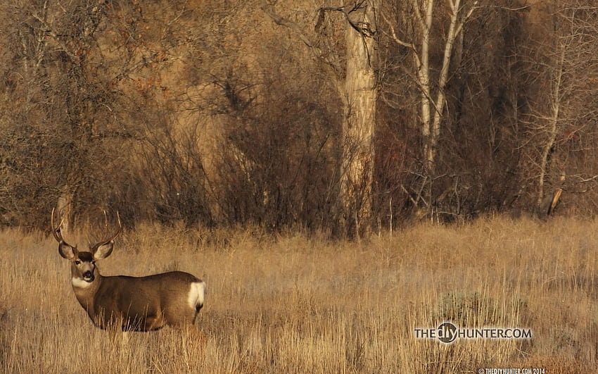잔디 데이터 소스에 있는 뮬 사슴 수사슴 멋진 흰꼬리사슴 - 사냥 - - HD 월페이퍼