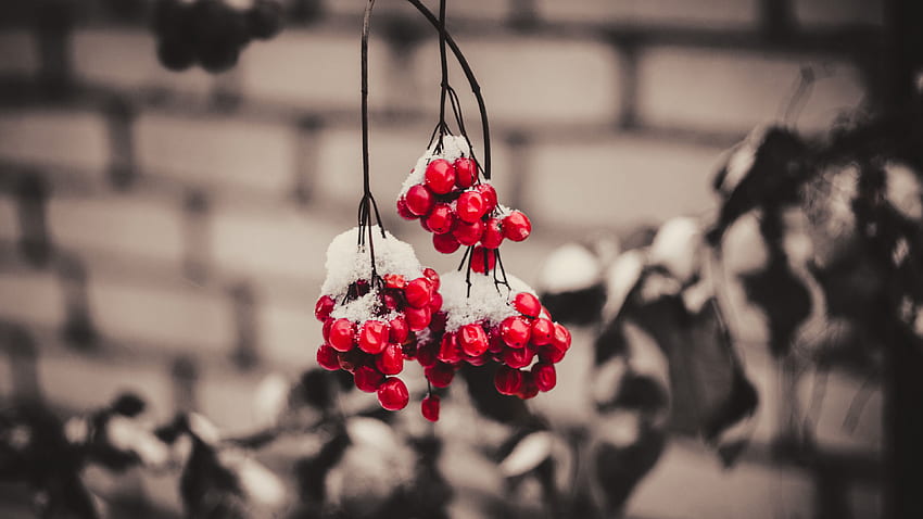 Viburnum Red Berries With Snow In Blur Background graphy HD wallpaper