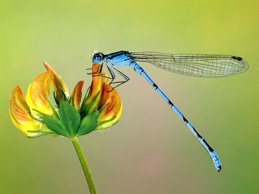 Blume, Makro, Insekt, Flug, Flügel HD-Hintergrundbild