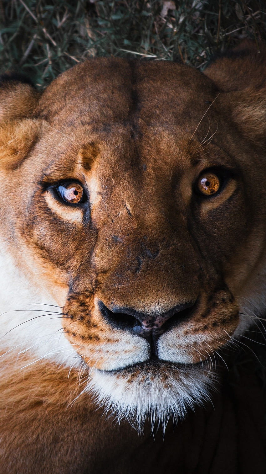 Lioness, Female lion, Close up, , Animals,. for iPhone, Android, Mobile and HD phone wallpaper
