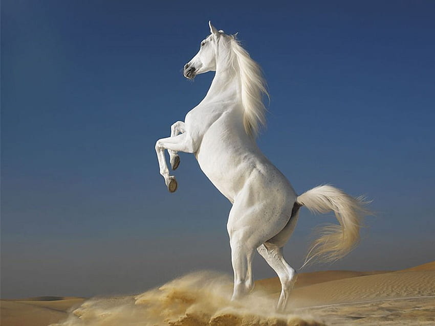 Güzel Ultra Çalışan Beyaz At, Atlar HD duvar kağıdı