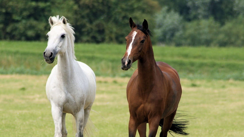 Бели и кафяви коне, тичащи коне, кафяви коне, бели коне, животни, поляна, природа, селскостопански животни, понита HD тапет