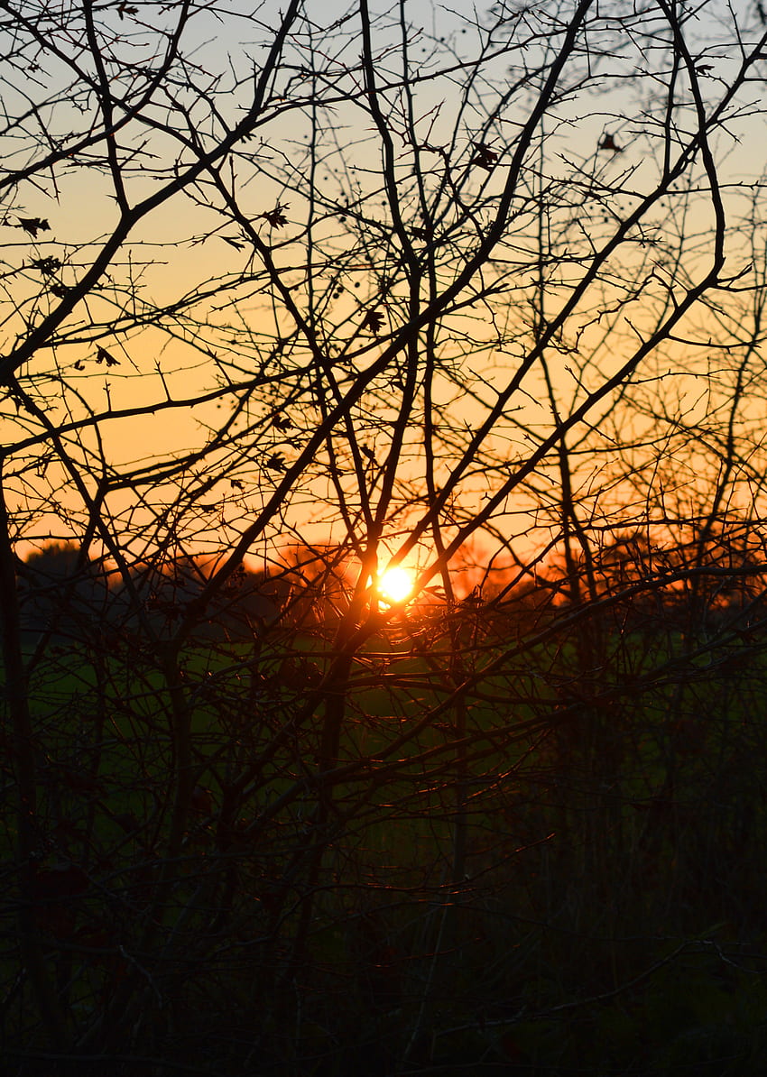 Nature, Sunset, Sun, Bush, Branches, Evening HD phone wallpaper