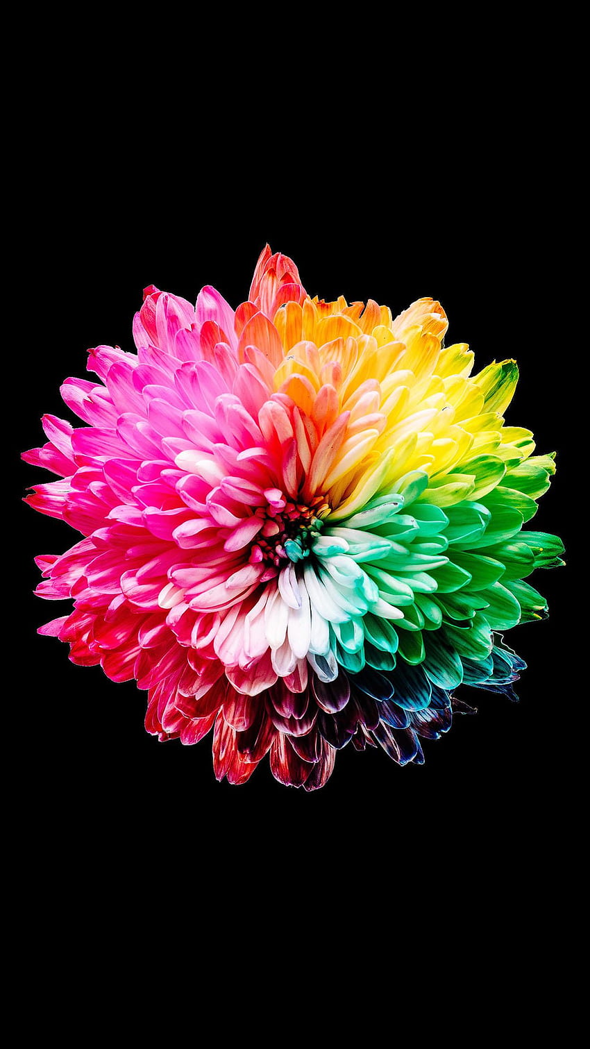 Amoled Background 017 - Colour Wheel From Nature -, AMOLED Flower HD phone wallpaper