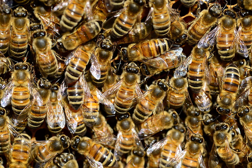 grafik hewan, hewan, sarang lebah, pembiakan lebah, lebah, merapatkan, keemasan, sarang lebah, lebah madu, serangga, makro Wallpaper HD