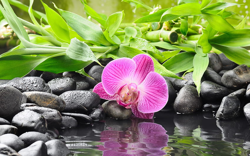 bamboo, black stones, water, orchid for, Orchids in Water HD wallpaper