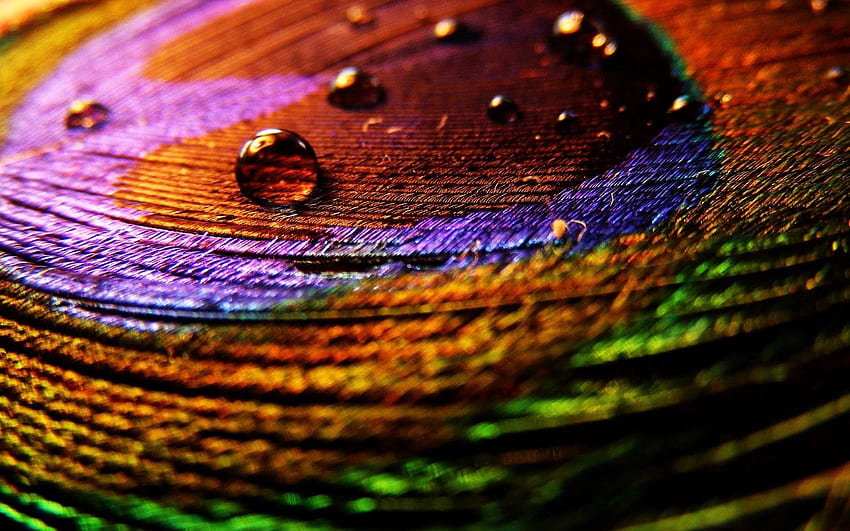 Drops, Feather, Macro, Multicolored, Motley, Surface, Pen HD wallpaper