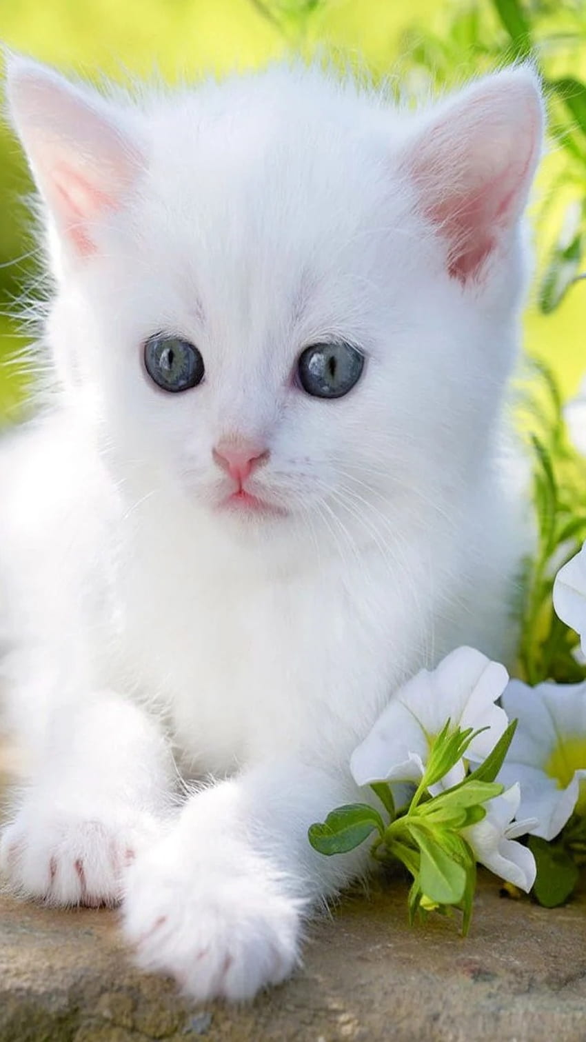 Gato lindo bebé, gato blanco, bebé pequeño fondo de pantalla del teléfono