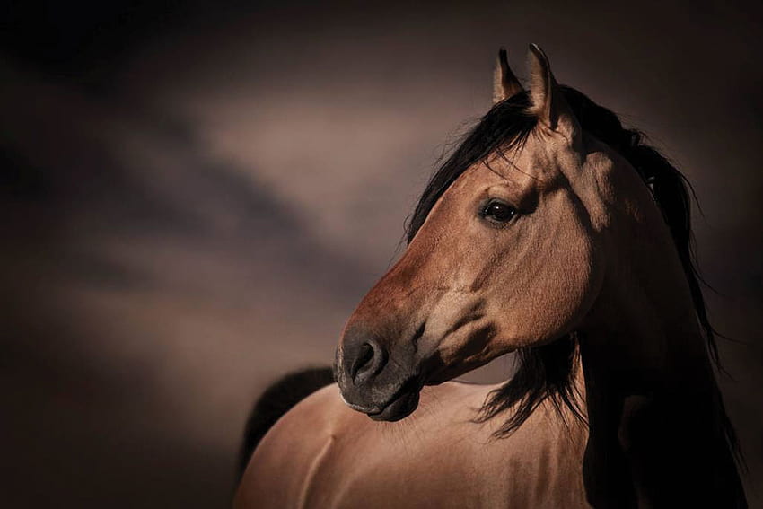 beleza, cavalo, marrom, animais, linda, natureza papel de parede HD