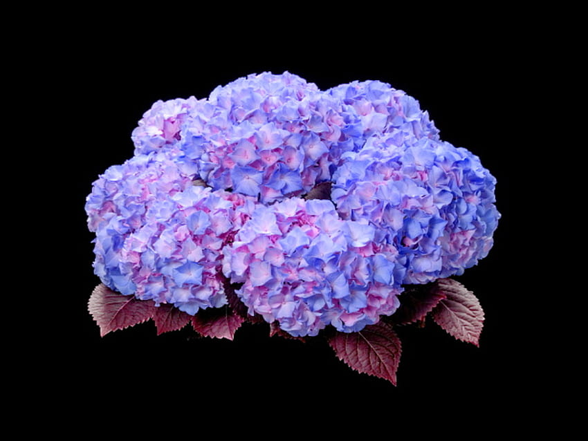 Beauté de l'hortensia, rose et bleu, fond noir, hortensia, fleurs, feuilles de cuivre Fond d'écran HD