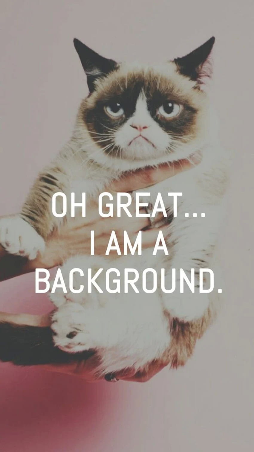 Log in. iPhone cat, Cute cat , Funny phone, Grumpy Cat Meme HD phone wallpaper