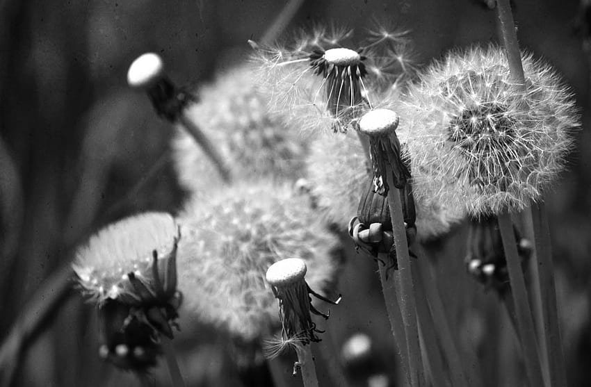 FLUFFY HEADS, PRETTY, PUFF, BEAUTIFUL, SUMMER, FLUFFY, MACRO, BEAUTY, COOL, BLACK AND WHITE, FLOWERS, DANDELIONS, , LOVELY, CLOSE UP, SPRING, SEEDS HD wallpaper