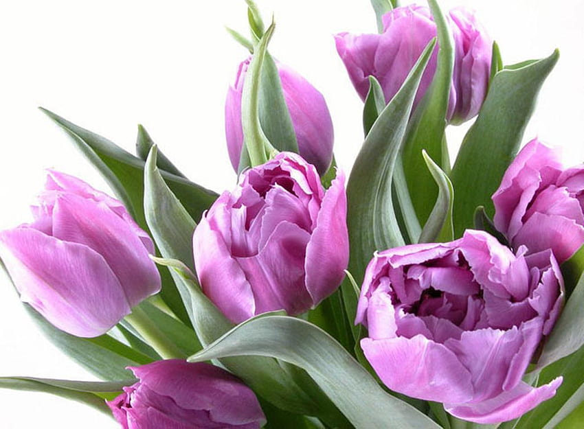 Purple tulips, purple, flowers, beautiful tulips, tulips, beauty HD wallpaper