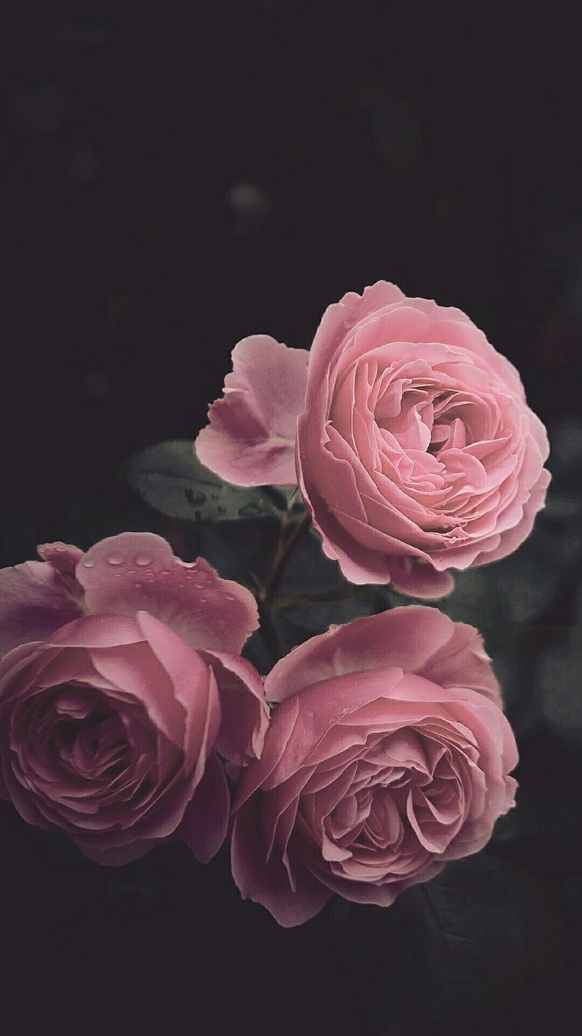 Flower, Garden roses, Pink, Rose, Petal, Floribunda in 2020. Floral iphone, Rose , Floral, Simple Rose HD phone wallpaper