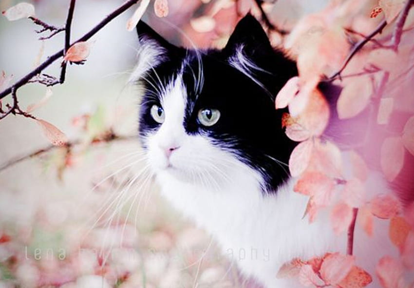 Spring Kitten สัตว์ ลูกแมว เชอร์รี่ แมว ดอกไม้ ฤดูใบไม้ผลิ วอลล์เปเปอร์ HD