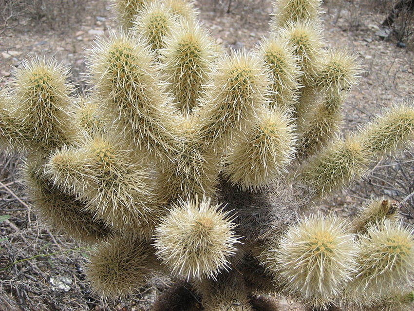 Pustynny kaktus, pustynia, arizona, az, kaktus Tapeta HD