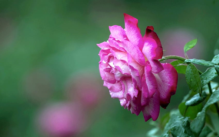 ROSA, singolo, petali, fiore Sfondo HD