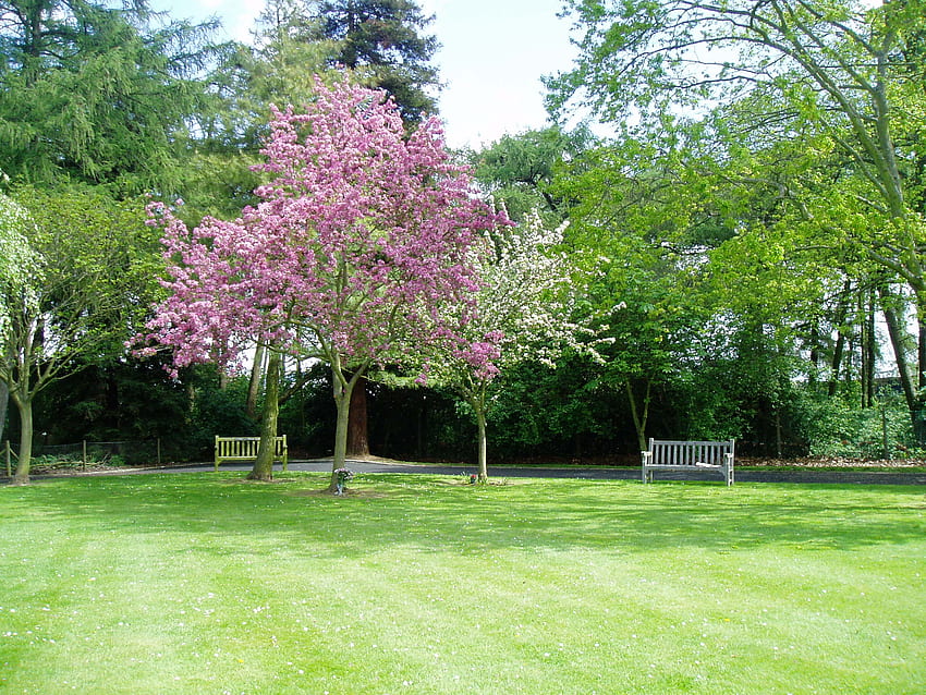 цъфтящи дървета на спокойно място., пейка, мир, цветя, трева, спомени HD тапет