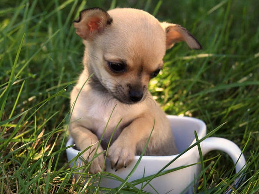 CUP OF CHI CHI, CUTE, PUP, , CUP HD wallpaper
