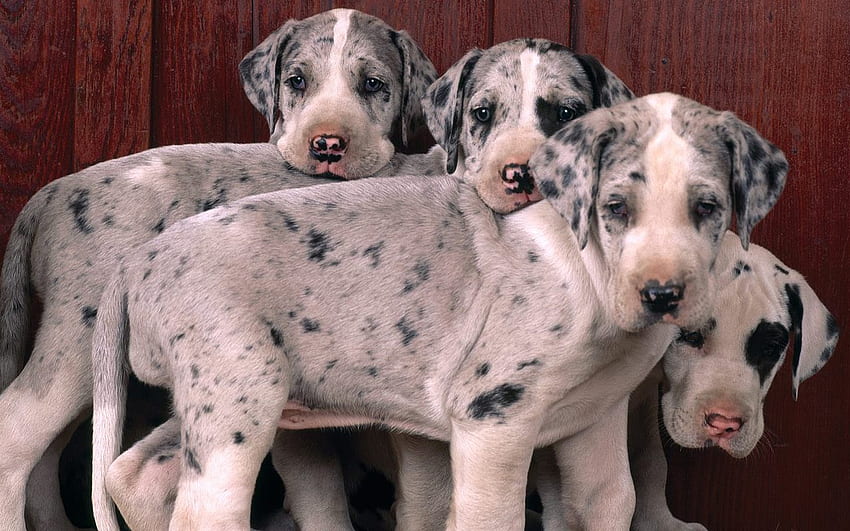 Cachorros lindos - Gran danés arlequín, perro gran danés fondo de pantalla