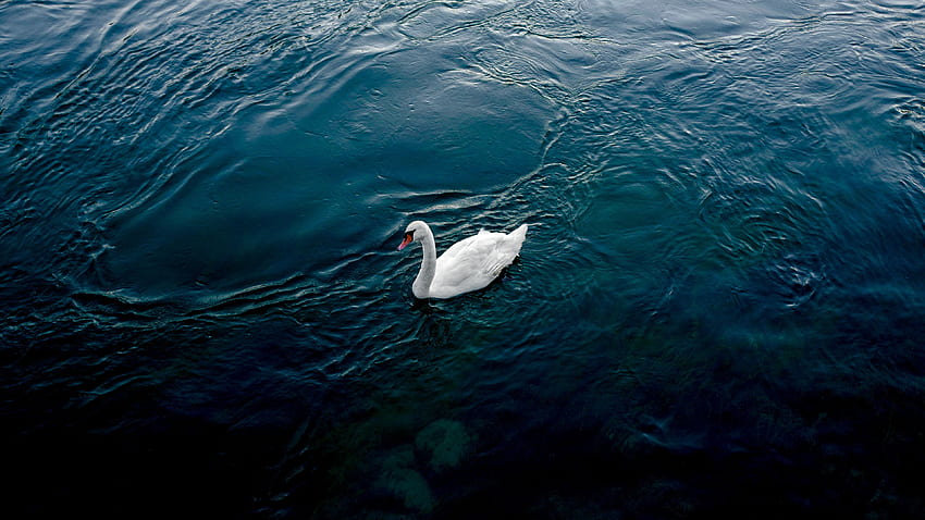 White, Swan, Bird, River, Floating, Water Birds HD wallpaper