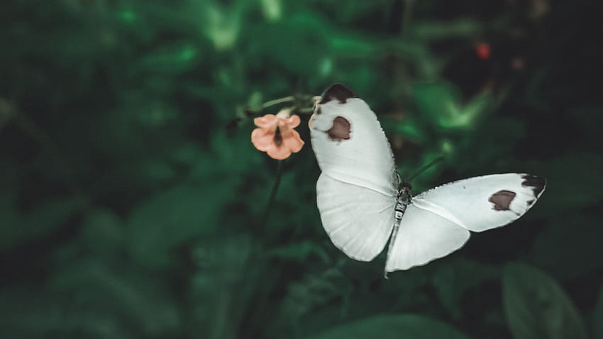Biały Motyl Unosi Się W Tle Rozmycia Zielonych Roślin Motyl Tapeta HD