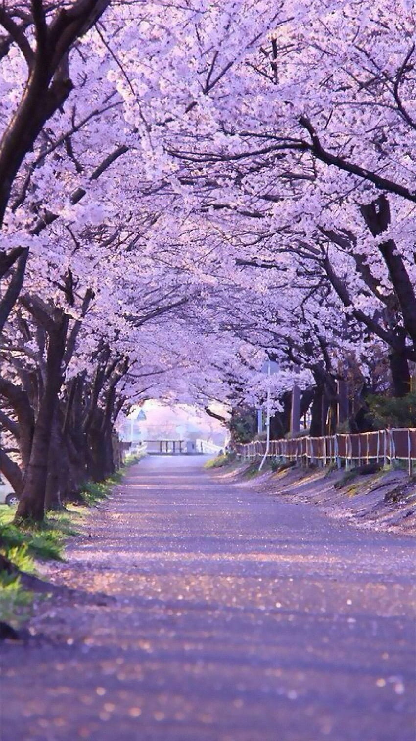 Nuit Lanterne Fleur Arbres IPhone 6 Plus - Cerisier Japonais, Japon Zen Fond d'écran de téléphone HD